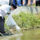 Sungai Surakatiga Kuningan Ditabur 100.000 Ikan