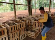 Warga Tanjungsari Cianjur Mulai Budidaya Porang