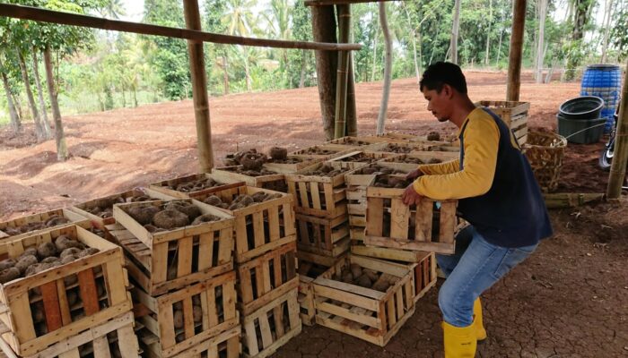 Warga Tanjungsari Cianjur Mulai Budidaya Porang