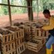 Warga Tanjungsari Cianjur Mulai Budidaya Porang