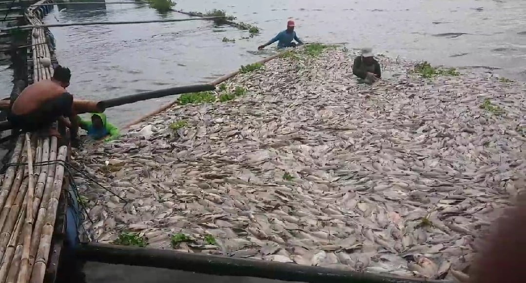 Ikan di Waduk Cirata Mati