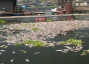 Ikan di Waduk Cirata Mati Mendadak, Ini Penyebabnya