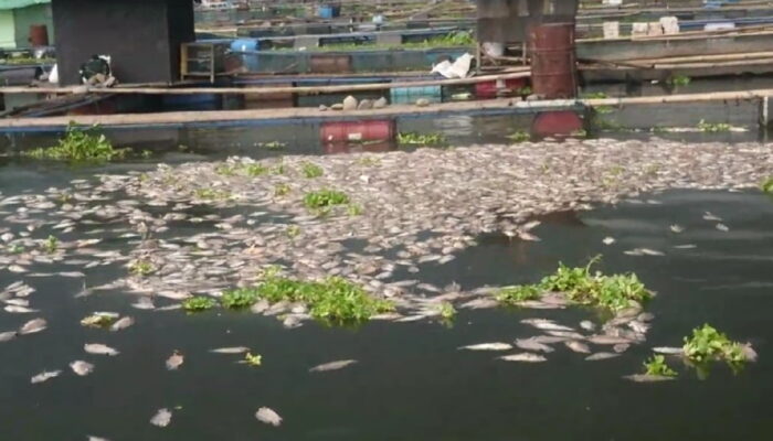 Ikan di Waduk Cirata Mati Mendadak, Ini Penyebabnya