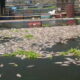 Ikan di Waduk Cirata
