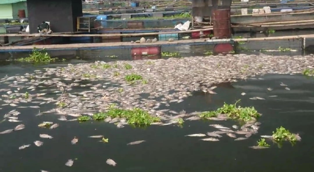 Ikan di Waduk Cirata