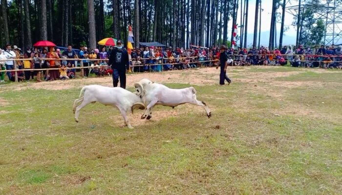 Domba Garut Beraksi Adu Ketangkasan di Pokland