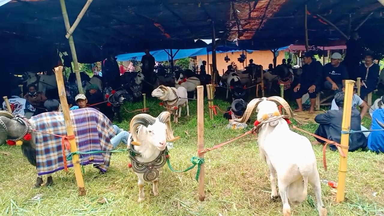 Domba Garut Beraksi Adu Ketangkasan di Pokland cianjur