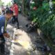 Dua Pemotor Adu Banteng, Terpental dan Terluka