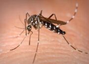 Musim Penghujan, Waspada dengan Kasus DBD