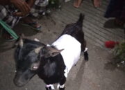 Kambing Ngepet Membuat Heboh Warga Cianjur