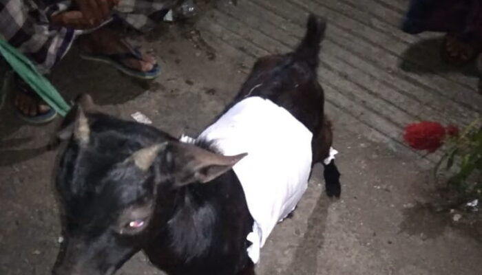 Kambing Ngepet Membuat Heboh Warga Cianjur