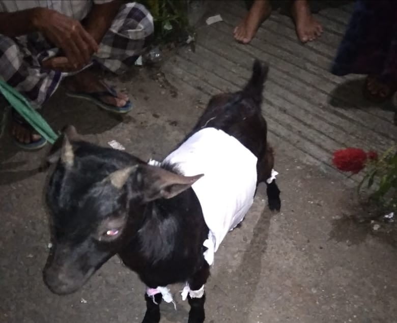 Kambing Ngepet Membuat Heboh Warga Cianjur