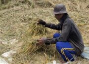 Petani di Ciranjang Gagal Panen, 100 Ha Hasilnya Miris