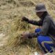 Petani di Ciranjang Gagal Panen, 100 Ha Hasilnya Miris