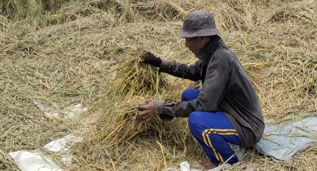 Petani di Ciranjang Gagal Panen, 100 Ha Hasilnya Miris