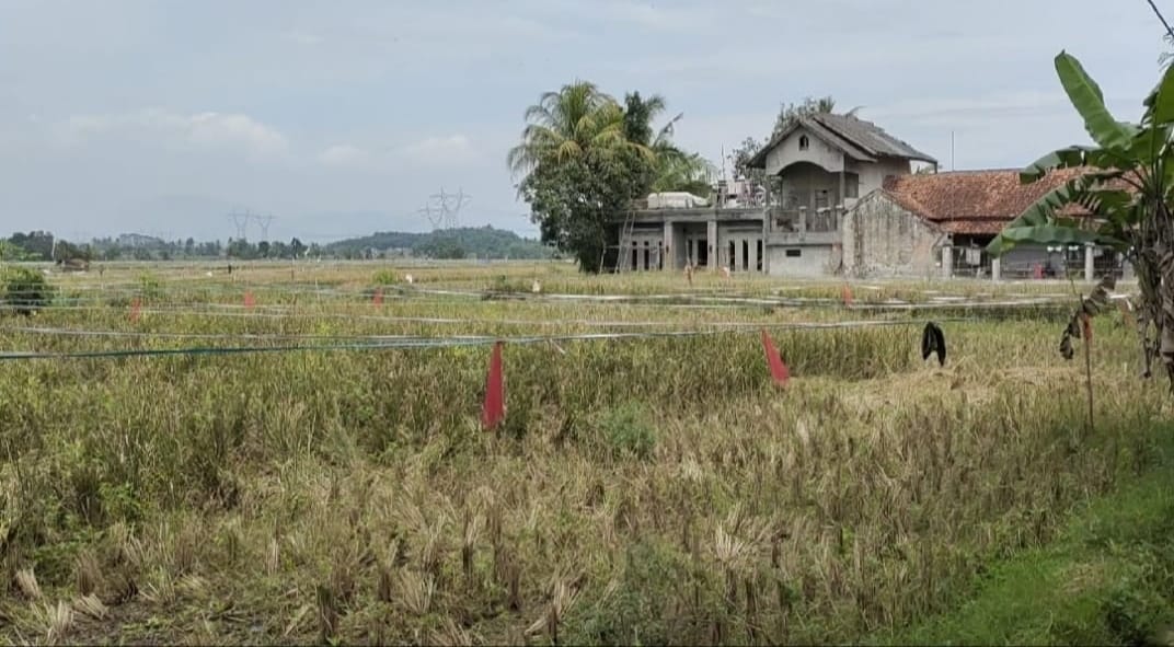 Petani di Ciranjang Gagal Panen