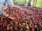 Kopi Garut Merambah Belanda Senilai 4 Miliar Rupiah