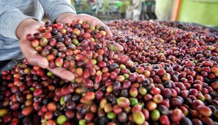 Kopi Garut Merambah Belanda Senilai 4 Miliar Rupiah