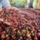 Kopi Garut Merambah Belanda Senilai 4 Miliar Rupiah