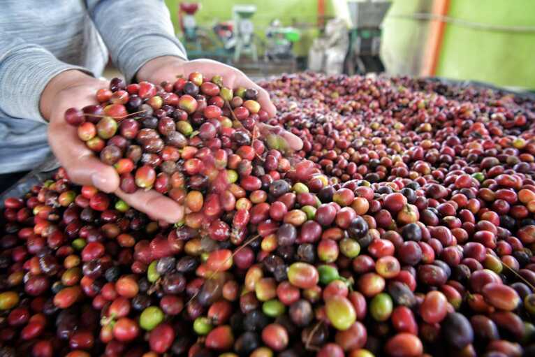Kopi Garut Merambah Belanda Senilai 4 Miliar Rupiah