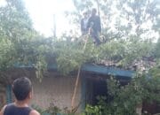 Pohon Tumbang Mengakibatkan 1 Rumah Ambyar