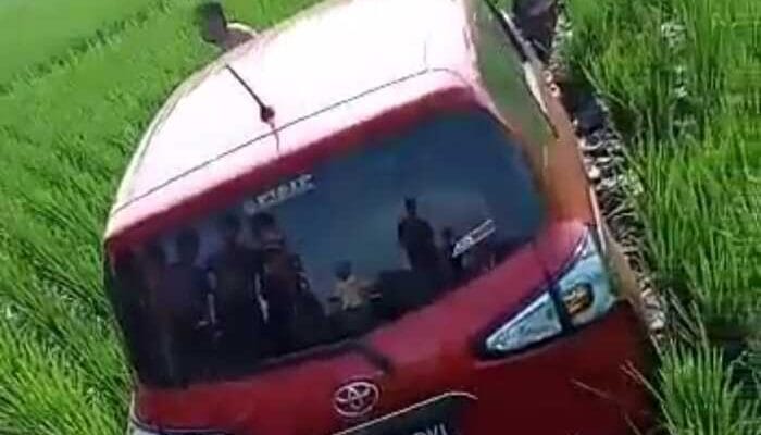 Minibus Terjun ke Sawah Gegara Sopir Kaget karena Ini
