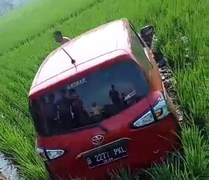 Minibus Terjun ke Sawah Gegara Sopir Kaget karena Ini