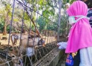 Taman Rusa Brigif Para Raider 17 Selalu Diserbu Bocil