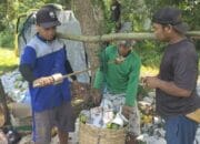 Warga Cianjur Panen Raya Pepaya Kalifornia