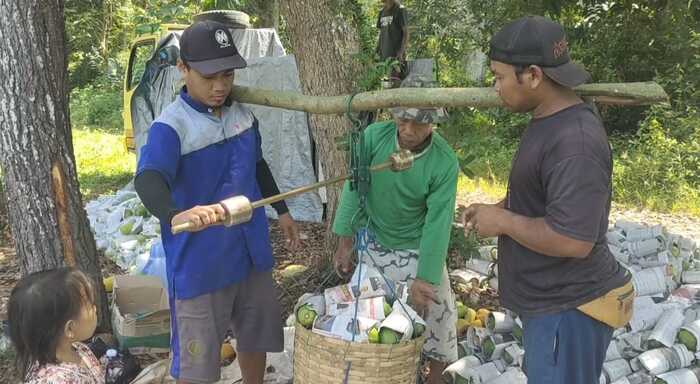 Warga Cianjur Panen Raya Pepaya Kalifornia