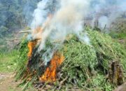 2 Ladang Ganja di Aceh Dimusnahkan Aparat Berwajib