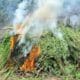 2 Ladang Ganja di Aceh Dimusnahkan Aparat Berwajib