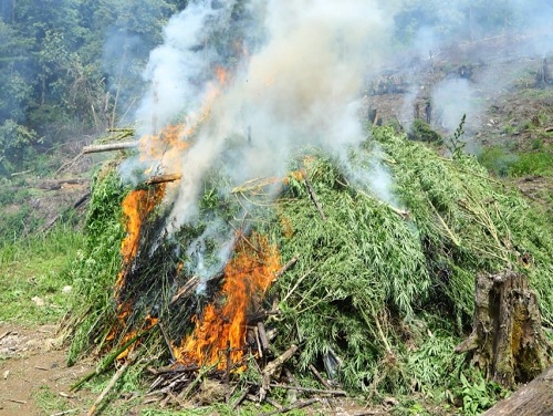 2 Ladang Ganja di Aceh Dimusnahkan Aparat Berwajib