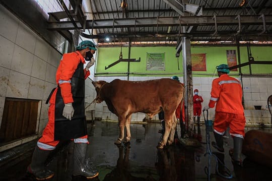 Vaksin Terbatas, Jabar Prioritaskan Sapi Perah