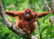 Sepasang Orang Utan Kalimantan Segera Berkeliaran di Madiun