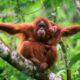 Awas! Sepasang Orang Utan Kalimantan Segera Berkeliaran di Madiun