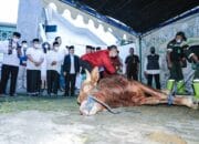 Pemkot Bandung Sebar 45 Sapi dan 100 Kambing