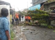 Pohon Tumbang di Solokanpandan Cianjur Menutup Jalan