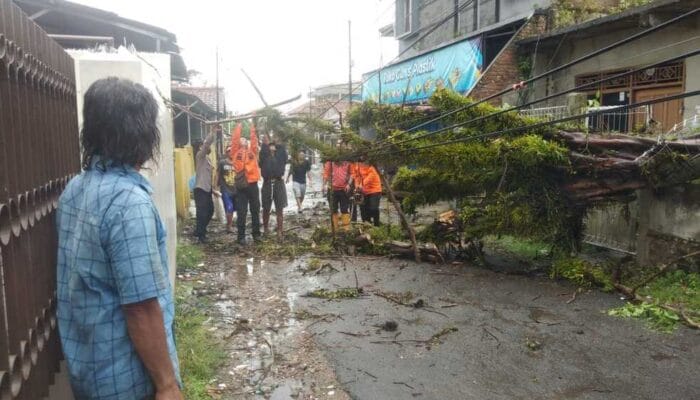 Pohon Tumbang di Solokanpandan Cianjur Menutup Jalan
