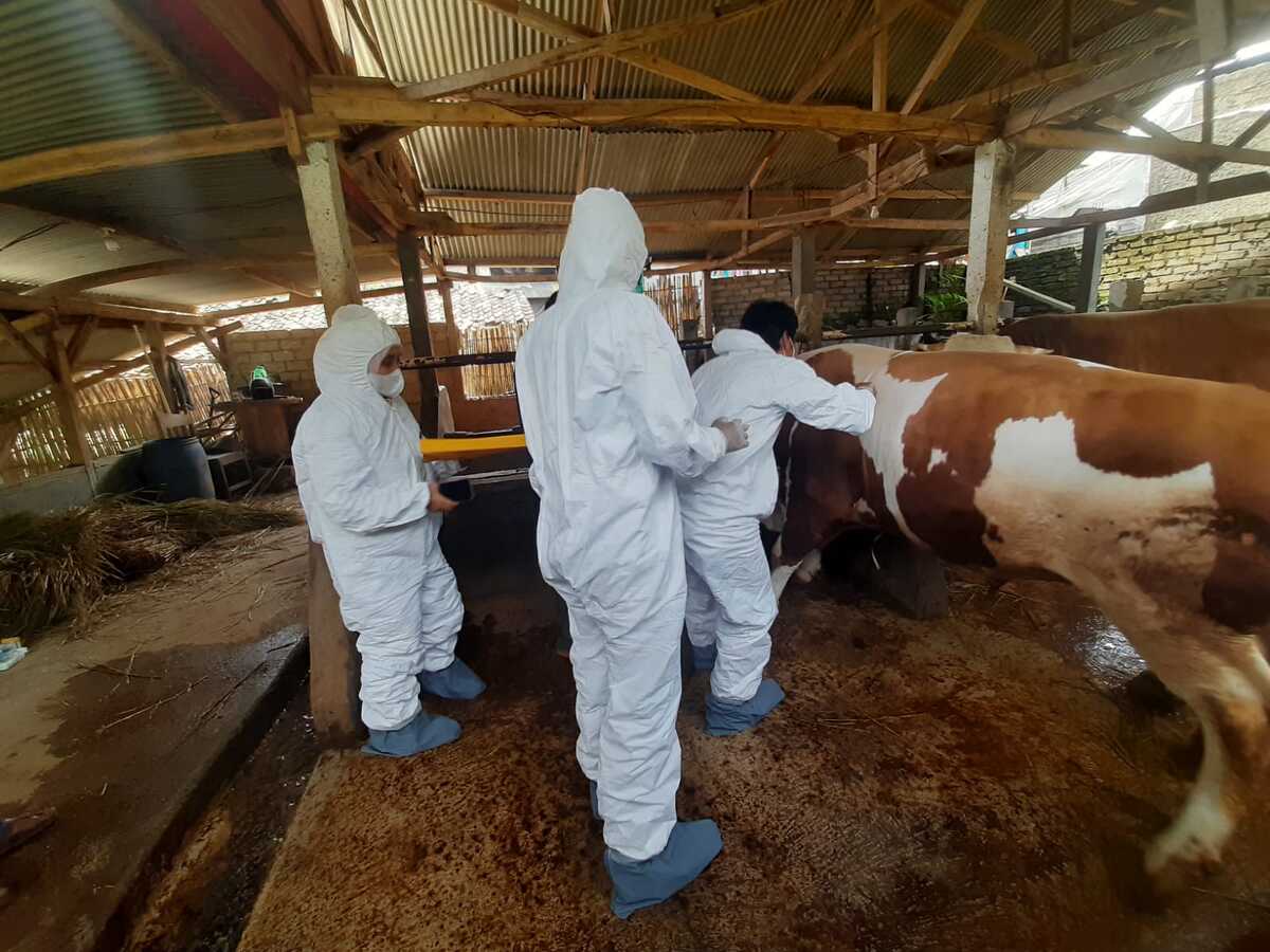  Sapi Afgan memiliki kulit berwarna coklat putih dengan bobot 900 kilogram, berjenis Simental dan berusia 2,5 tahun