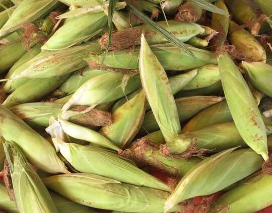 Jagung Sindangbarang Cianjur Merambah Jateng dan Jatim