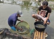 Panen Ikan Patin YRPJ Berlimpah