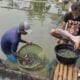 Panen Ikan Patin YRPJ Berlimpah