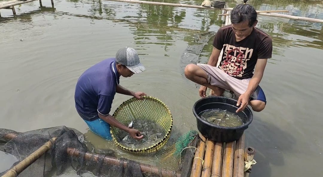 Panen Ikan Patin YRPJ Berlimpah