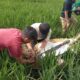 Mayat Nungging di Sawah di Cianjur Gegerkan Warga