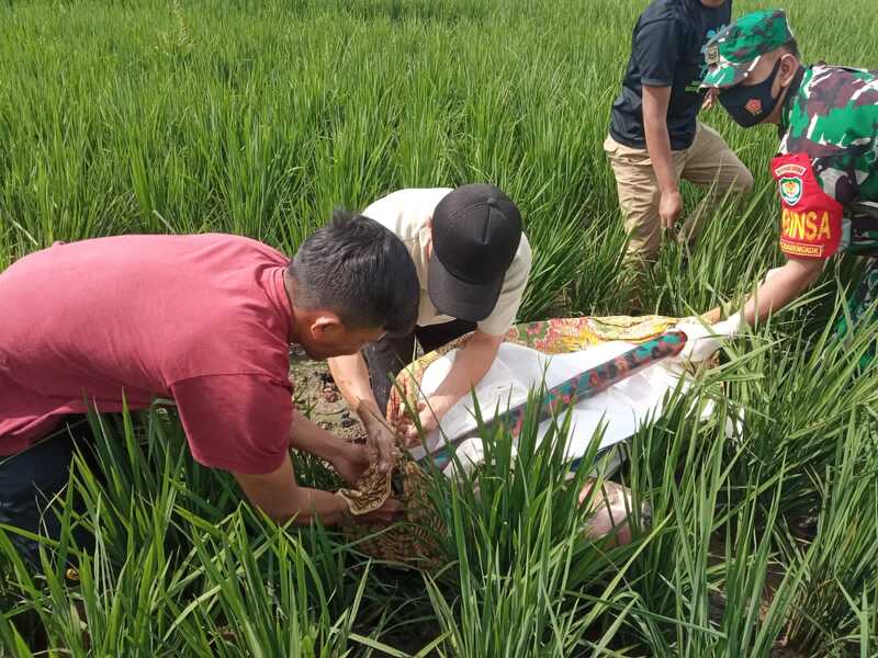 Mayat Nungging di Sawah di Cianjur Gegerkan Warga