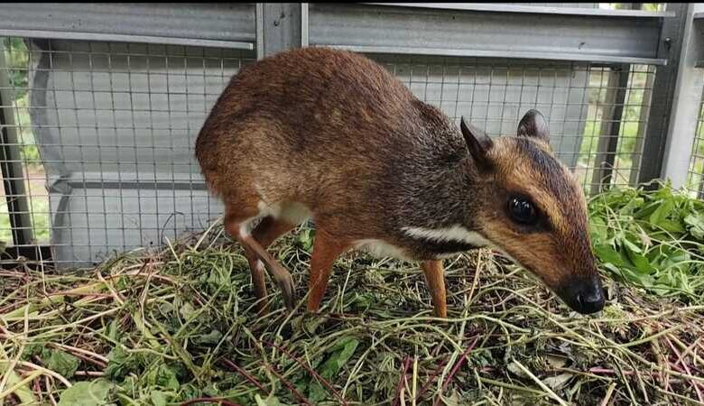 Si Kancil Muncul di Bojongpicung Cianjur