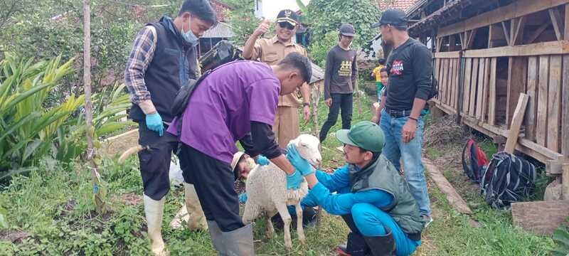 6 Domba di Desa Sirnajaya KBB