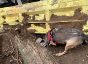 Anjing Pelacak Mencari Korban Gempa Cianjur