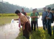 Sungai Citarum Ditaburi 50.000 Bibit Ikan Nila